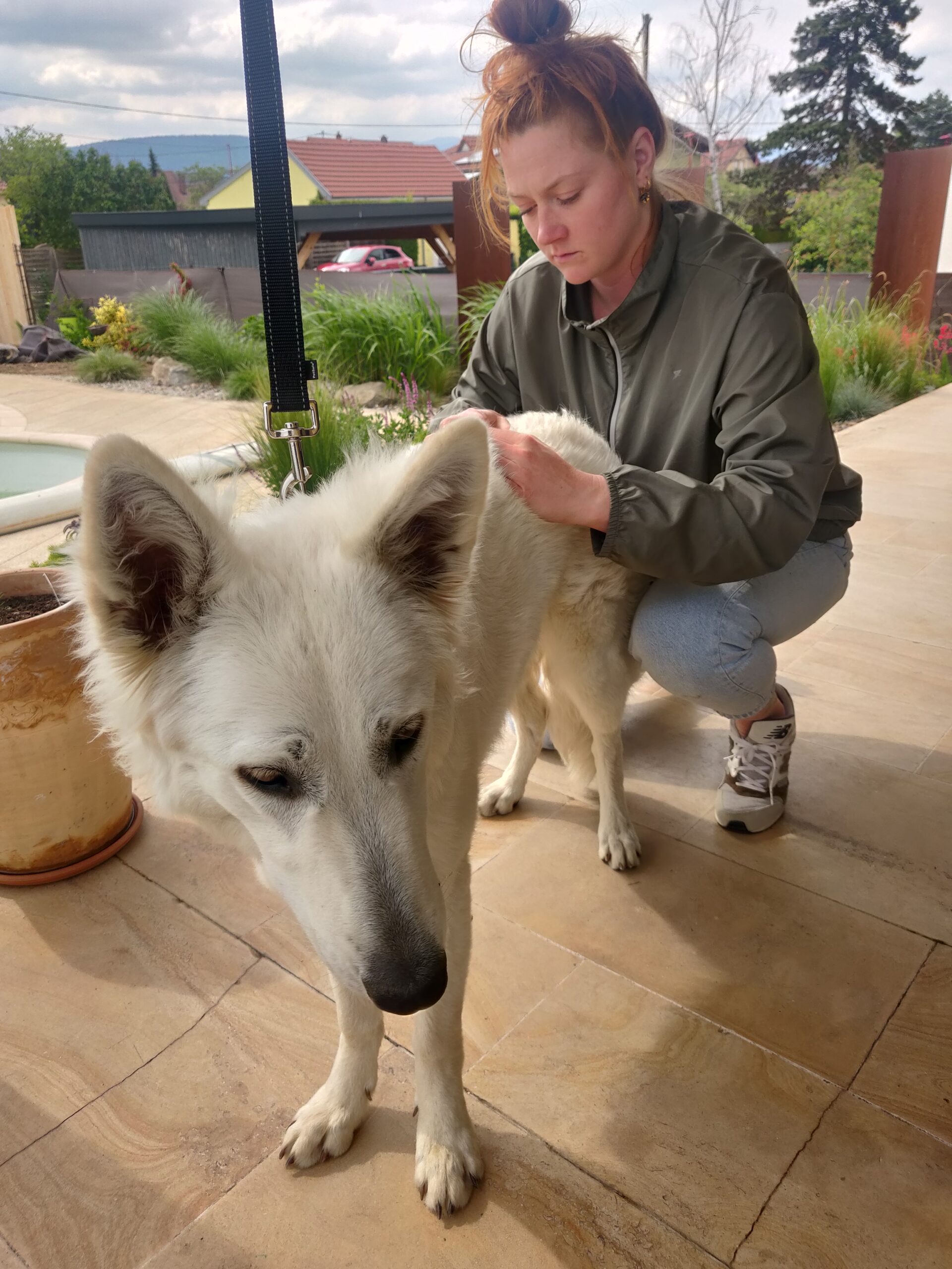 Laura zoller, ostéopathe animale en train de manipuler un chien